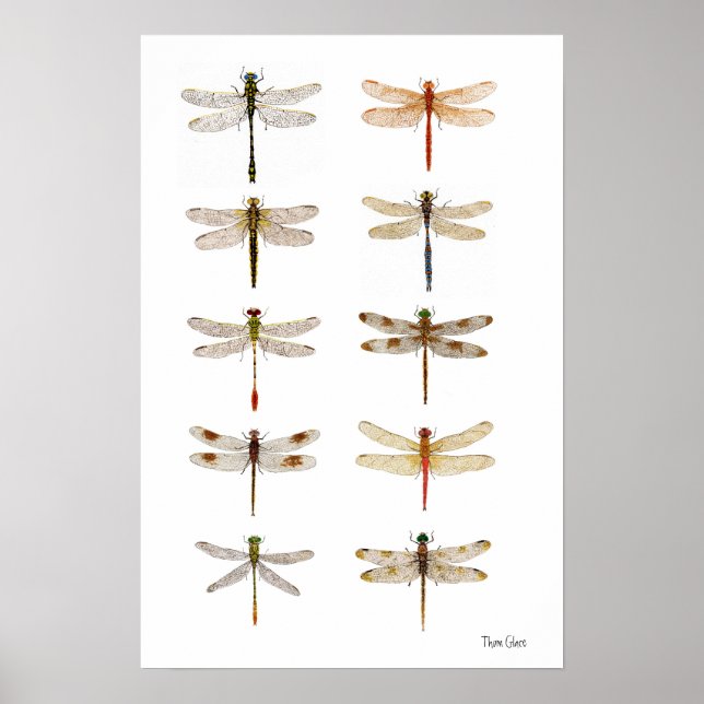 Poster Dez Espécies De Dragonfly (Frente)