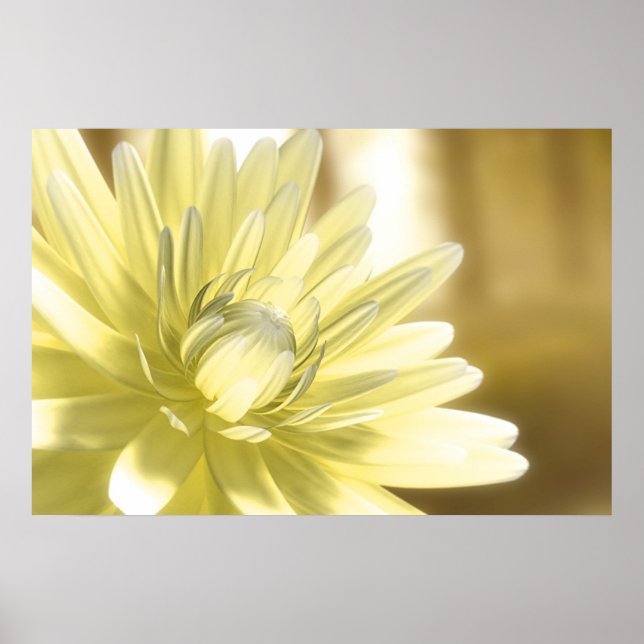 Poster Dhalia (Frente)