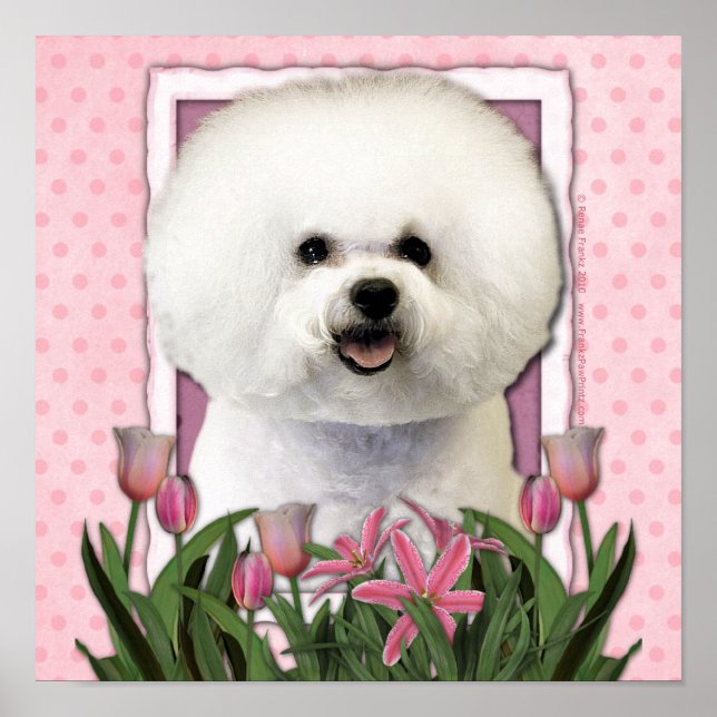 Pôster Dia de as mães - Tulipas cor-de-rosa - Bichon Fris (Frente)