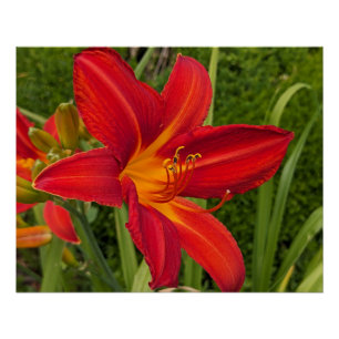 Pôster Dia de Lírio Amarelo Laranja Brilhante Floral