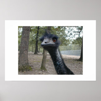 Poster Dia do Cabelo Mau