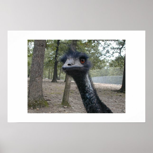 Poster Dia do Cabelo Mau (Frente)