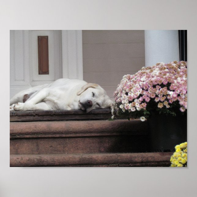 Poster Dia do Cachorro Tarde (Frente)