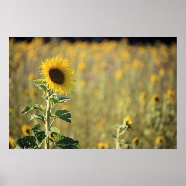 Pôster Dia do Girassol (Frente)