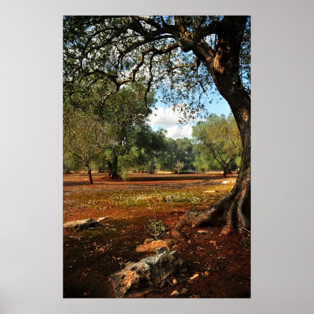 Pôster Dia ensolarado no jardim da oliveira (Frente)