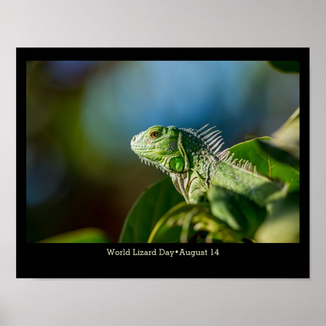 Poster Dia Mundial do Lizard, iguana (Frente)