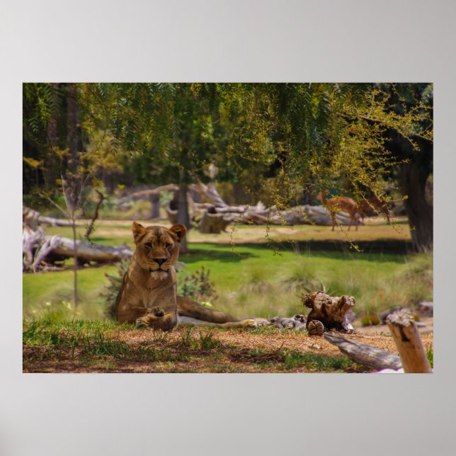 Poster dia preguiçoso (Frente)