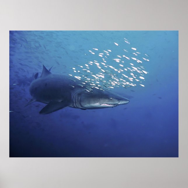 Poster Diabo com Halo (Frente)