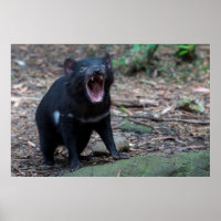 Diabo da Tasmânia Austrália