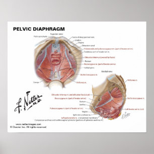 Poster Diafragma Pelvic de Netter - Gráfico Rotulado