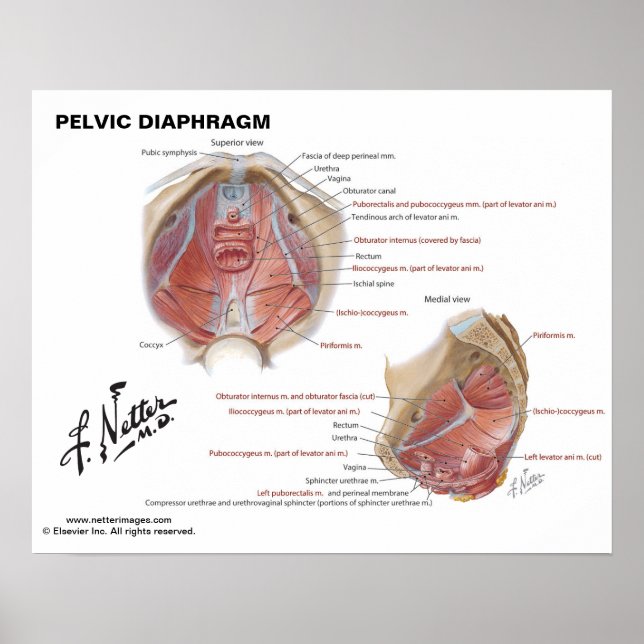 Poster Diafragma Pelvic de Netter - Gráfico Rotulado (Frente)