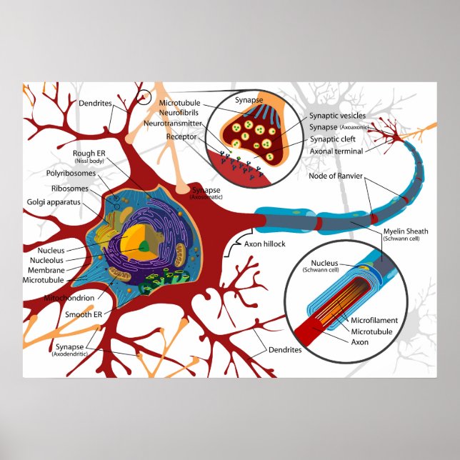 Poster Diagram Complete Neuron Cell Nerve Nervous System  (Frente)