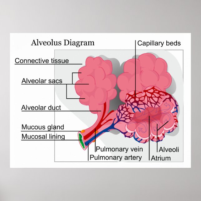 Poster Diagram of Mammalian Alveolus of the Lungs (Frente)