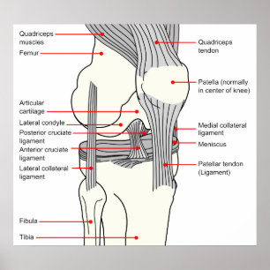 Pôster Diagrama anatômico de uma articulação do joelho