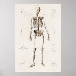 Poster Diagrama Anatômico do Esqueleto Médico da Vintag