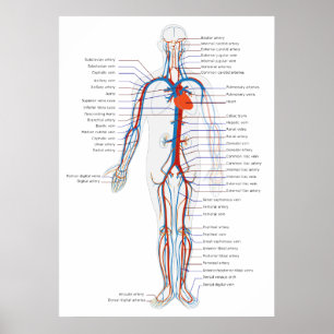 Poster Diagrama anterior humano da opinião de sistema