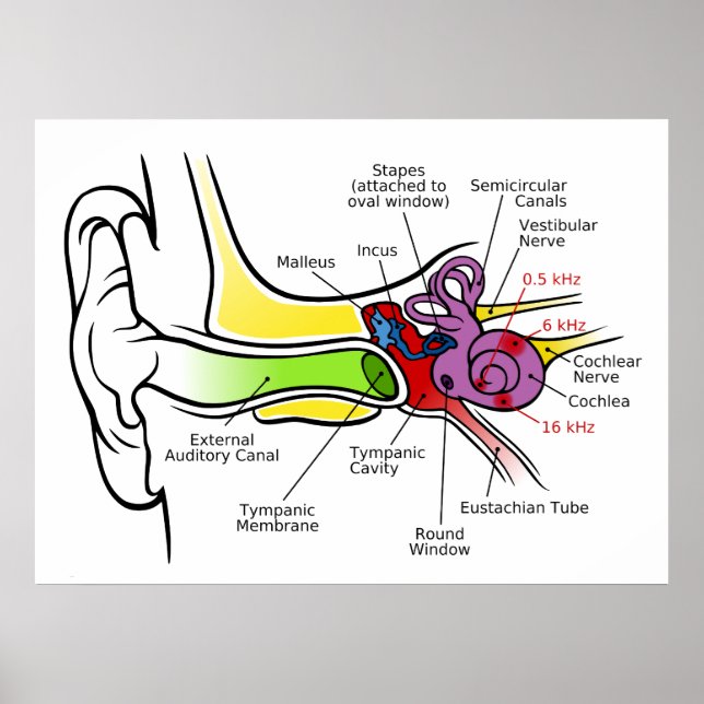 Pôster Diagrama auricular Humano com Mapeamento de Frequê (Frente)
