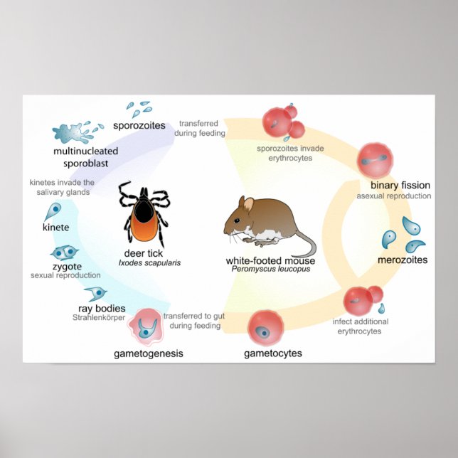 Poster Diagrama Babesia microti ciclo de vida (Frente)