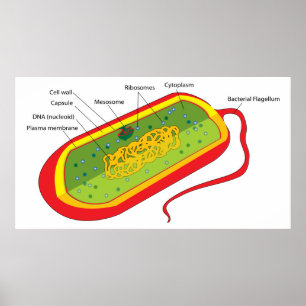 Pôster Diagrama básico de uma célula bacteriana de procar