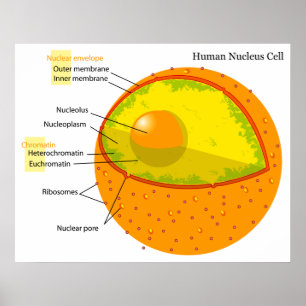 Pôster Diagrama Biológico de um Núcleo Celular Humano