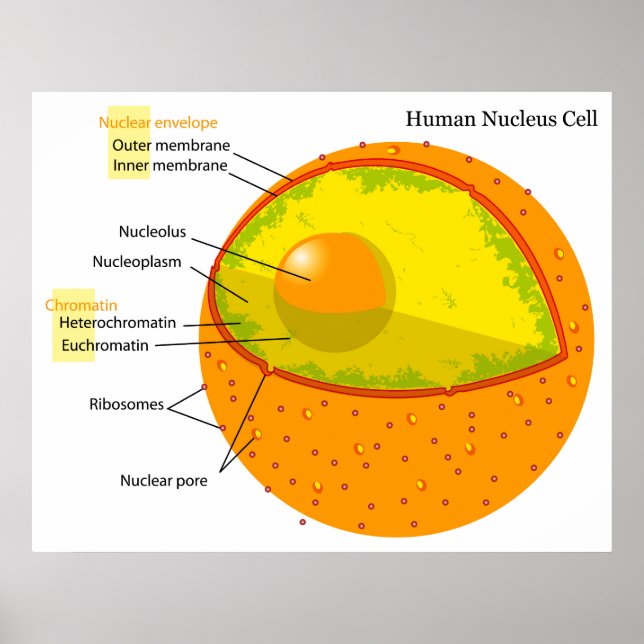 Pôster Diagrama Biológico de um Núcleo Celular Humano (Frente)