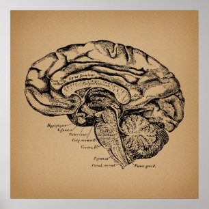 Poster Diagrama Cerebral Antiquado Anatomia Médica