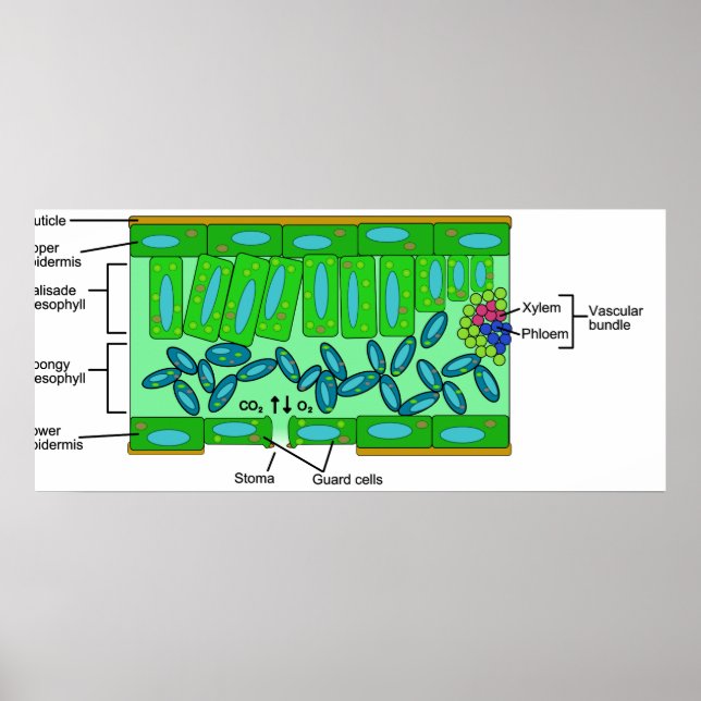 Pôster Diagrama da Anatomia da Folha numa Planta (Frente)