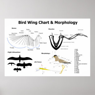 Pôster Diagrama da Anatomia das Asas das Aves