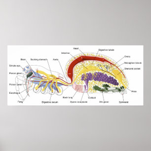 Pôster Diagrama da anatomia interna de uma aranha fêmea