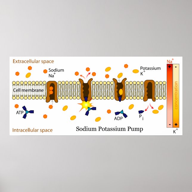 Pôster Diagrama da Bomba Biológica de Potássio de Sódio (Frente)