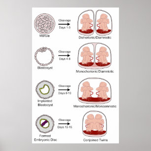 Pôster Diagrama da Colocação Biológica Humana