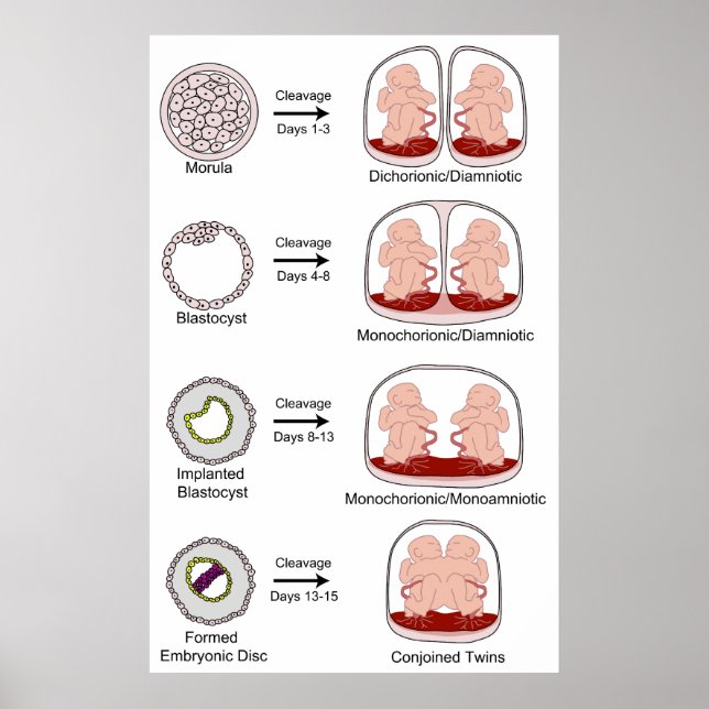 Pôster Diagrama da Colocação Biológica Humana (Frente)