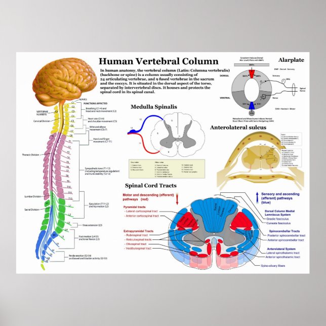 Pôster Diagrama da Coluna Vertebral Humana (Frente)
