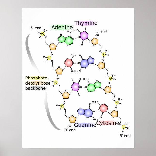 Poster Diagrama da estrutura química do ADN (Frente)