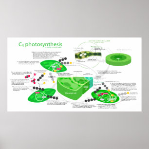 Pôster Diagrama da fotossíntese C4