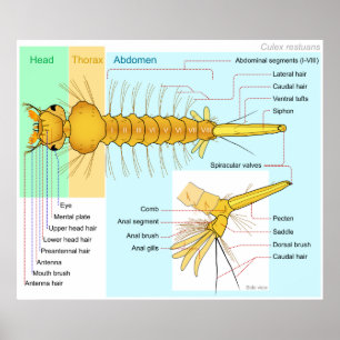 Pôster Diagrama da Larva de um Mosquito Culex Restuans