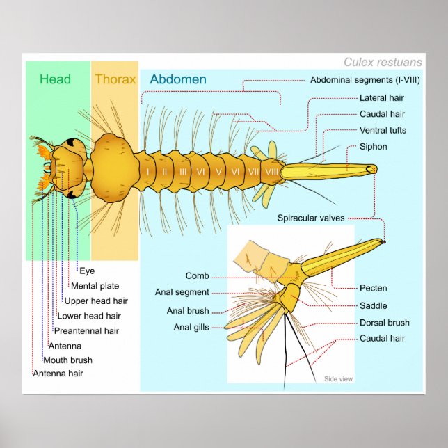 Pôster Diagrama da Larva de um Mosquito Culex Restuans (Frente)
