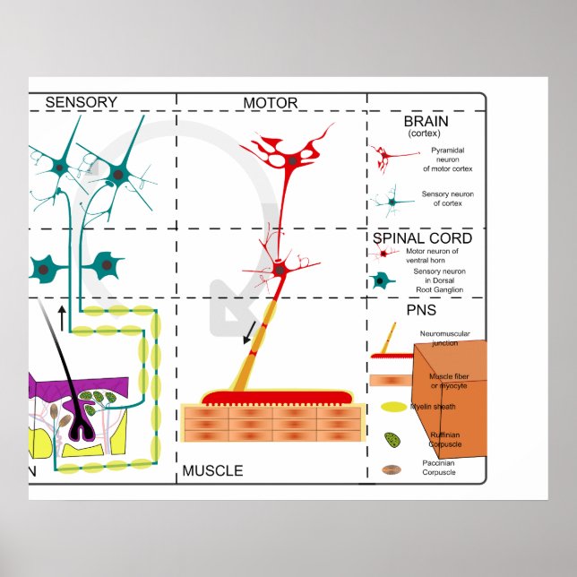 Poster Diagrama da Organização do Sistema Nervoso (Frente)
