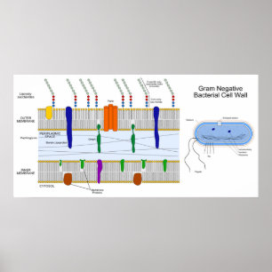 Pôster Diagrama da parede celular das bactérias Gram Nega