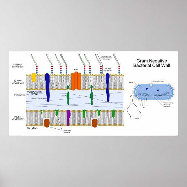 Pôster Diagrama da parede celular das bactérias Gram Nega (Frente)