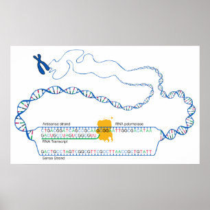 Pôster Diagrama da transcrição do ADN que cria uma cóp