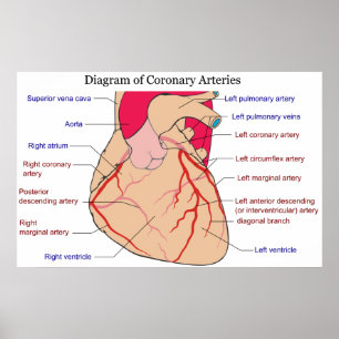 Poster Diagrama das artérias coronárias de um coração