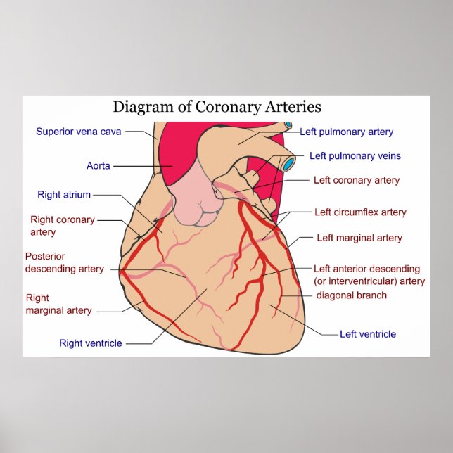 Poster Diagrama das artérias coronárias de um coração hum (Frente)