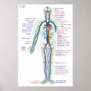 Poster Diagrama das artérias do sistema circulat