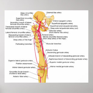 Poster Diagrama das artérias principais na coxa humana