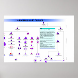 Pôster Diagrama das células estaminais do Haematopoiesis