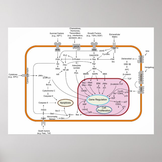 Poster Diagrama das vias de transdução do sinal do gene c (Frente)