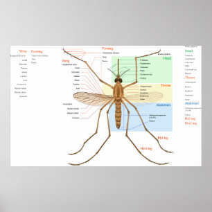 Poster Diagrama de Anatomia de um Mosquito Culex Pipiens