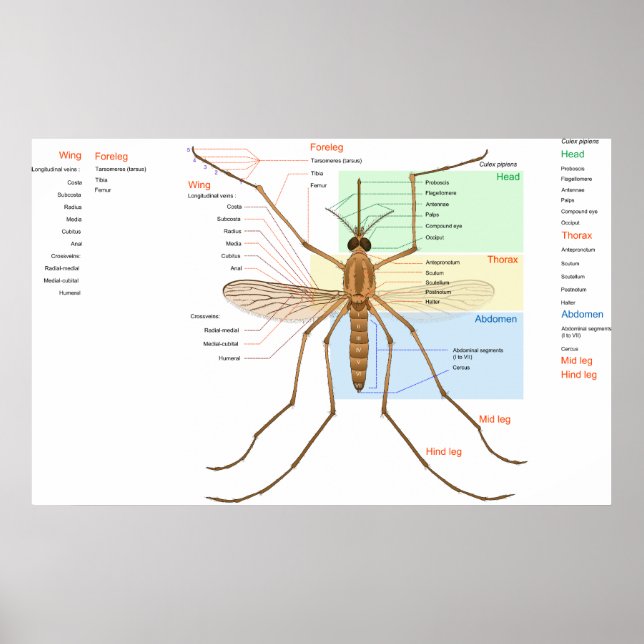 Poster Diagrama de Anatomia de um Mosquito Culex Pipiens (Frente)