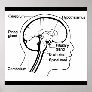 Pôster Diagrama de Anatomia Médica do Cérebro Humano Post